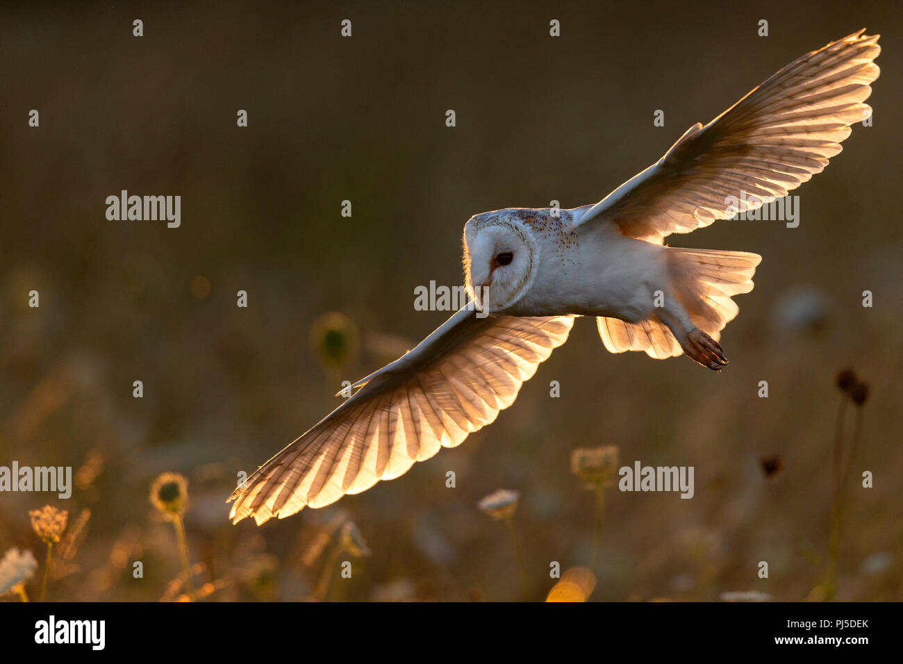 Barn Owl In Flight Backlit By Early Evening Sunlight Stock Photo