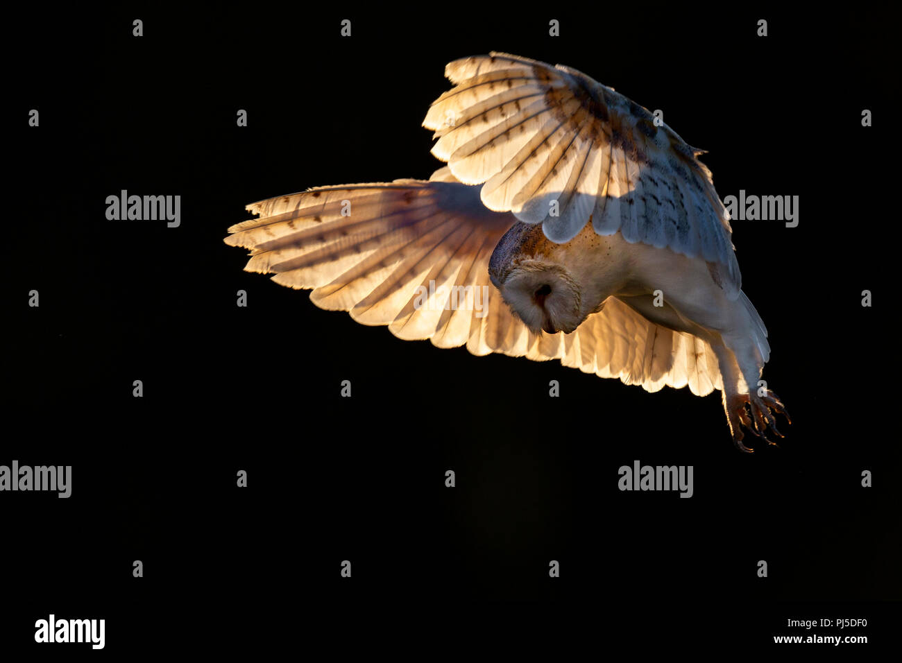 Barn owl in flight backlit by early evening sunlight Stock Photo