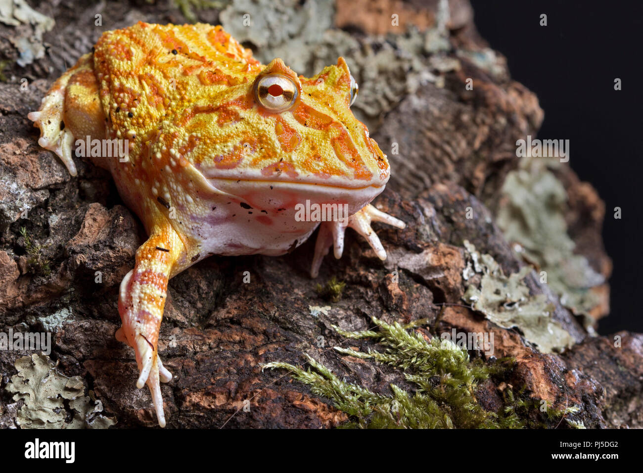 Horned Frog Strawberry Albino, Pac-Man Stock Photo