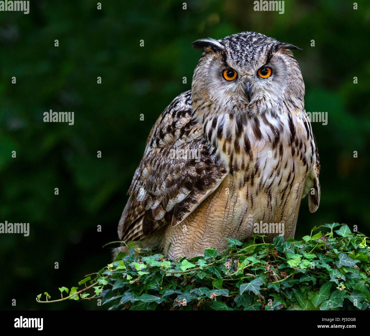 Siberian Eagle Owl Stock Photo