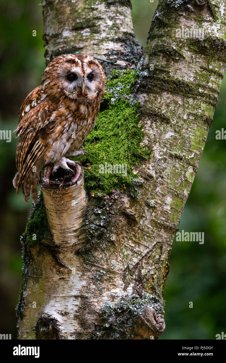 Tawny Owl Stock Photo Alamy