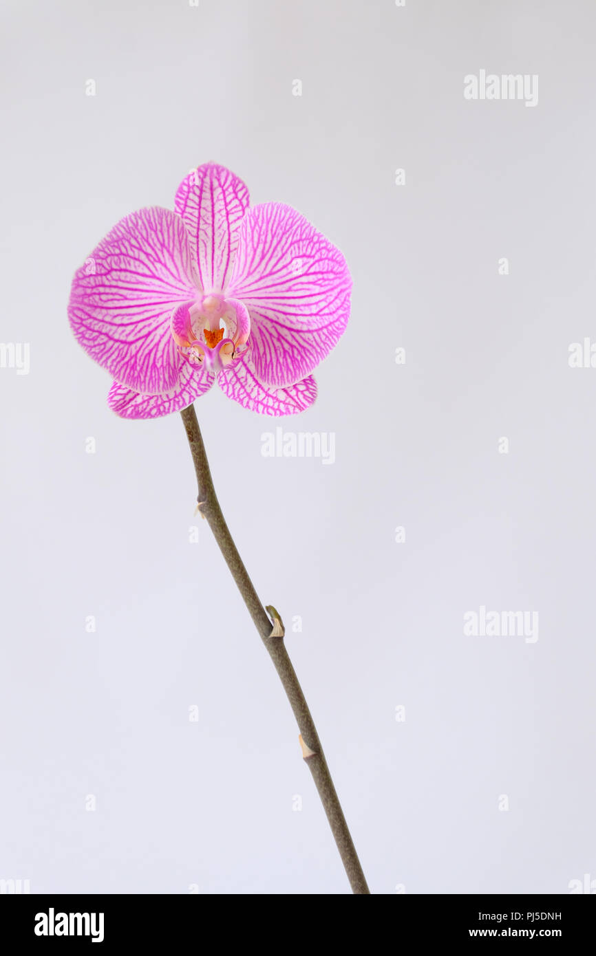 Plain white background hires stock photography and images Alamy