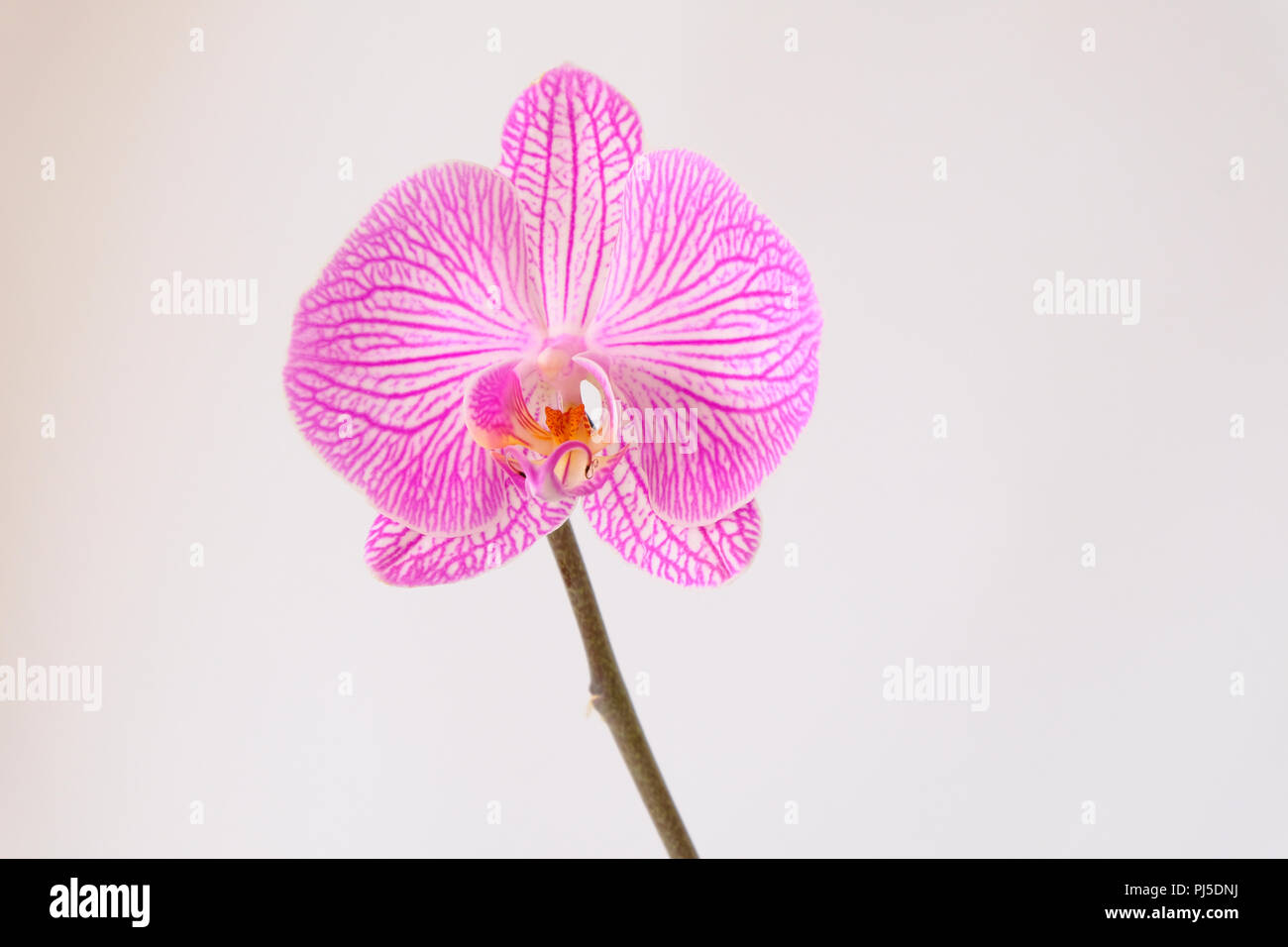 Single Phalaenopsis Orchid flower against a plain white background Stock Photo