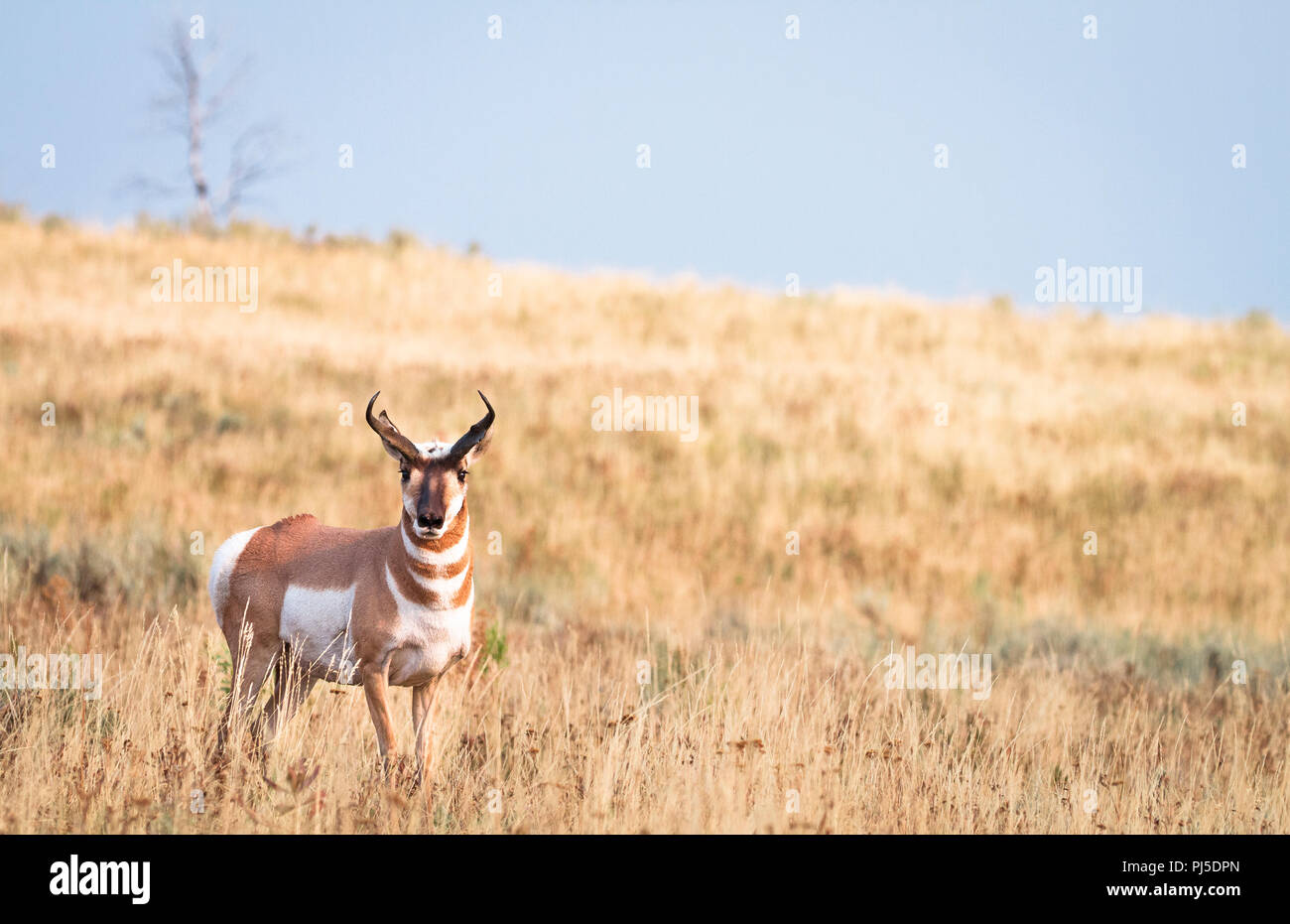 A pronghorn (Antilocapra americana) walks through a dry grass field in Yellowstone National Park, Wyoming. Stock Photo