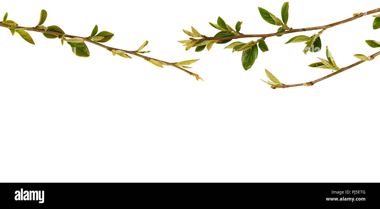 Spring twigs with small green leaves in top border isolated on white ...