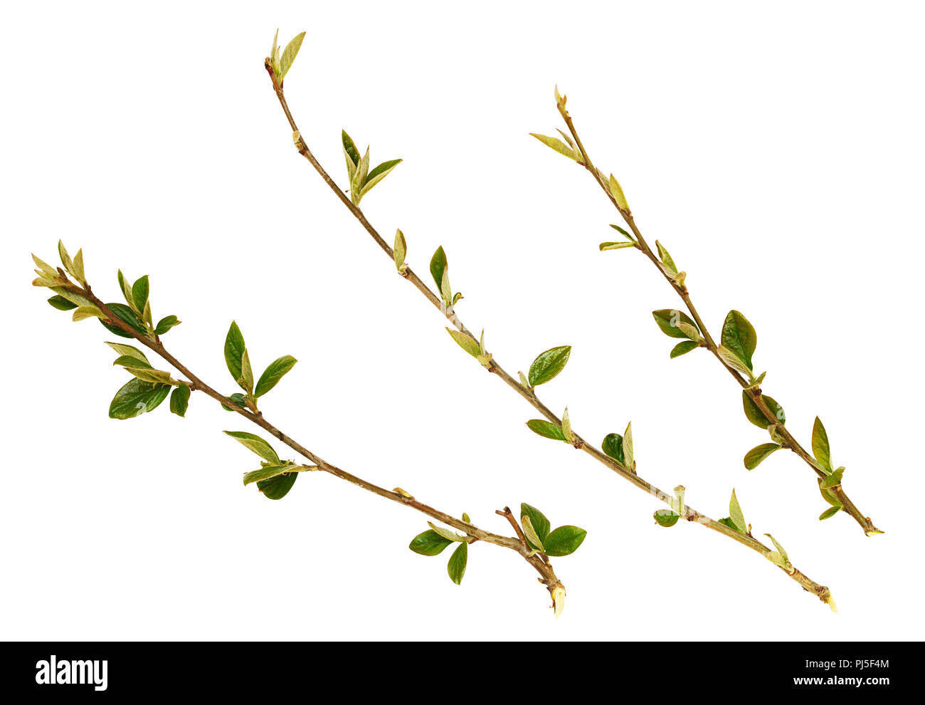 Set of spring twigs with small green leaves isolated on white Stock ...