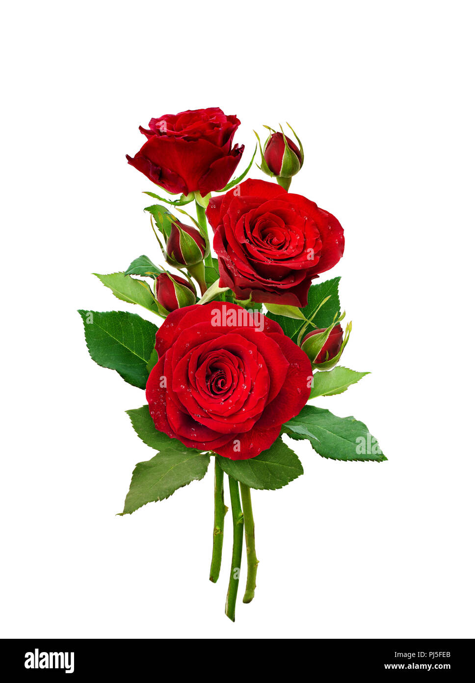 Bouquet of red rose flowers and buds isolated on white Stock Photo - Alamy