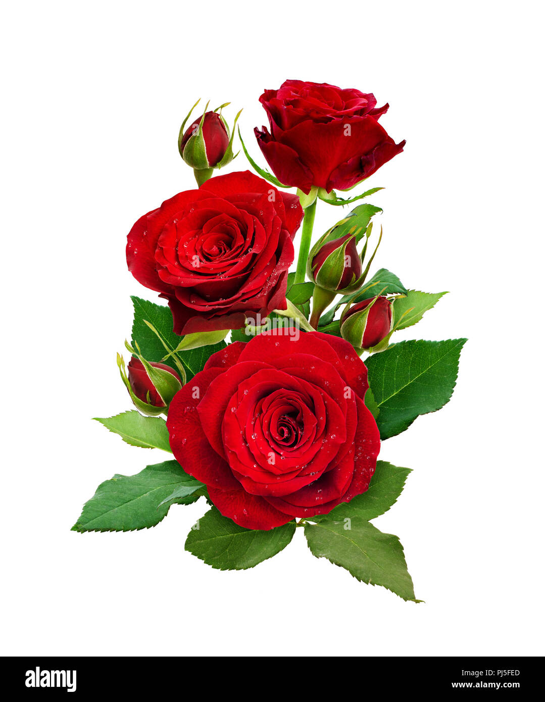 Romantic arrangement with red roses flowers and buds isolated on white ...