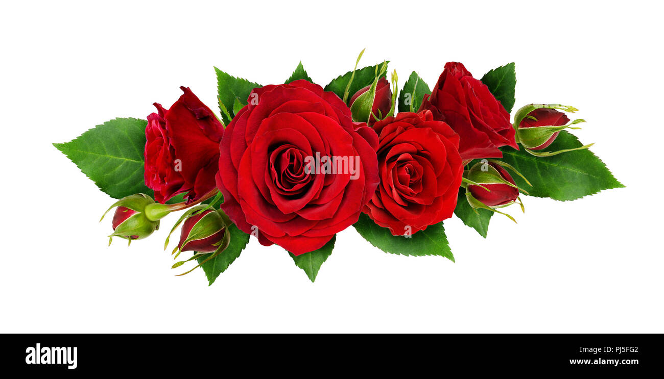 Red rose flowers and leaves in a line arrangement isolated on white background. Flat lay. Top view Stock Photo - Alamy Red rose flowers and leaves in a line arrangement isolated on white background. Flat lay. Top view Stock Photo - Alamy