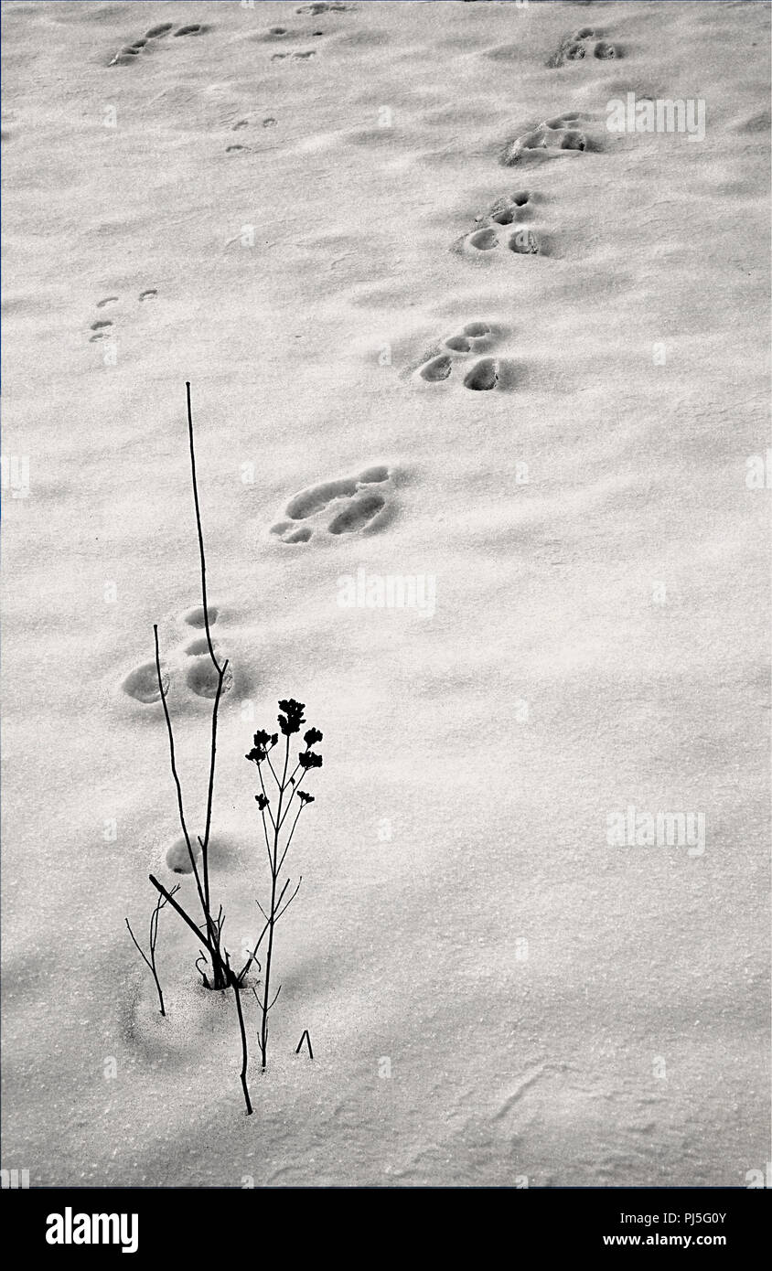 Rabbit tracks hi-res stock photography and images - Alamy
