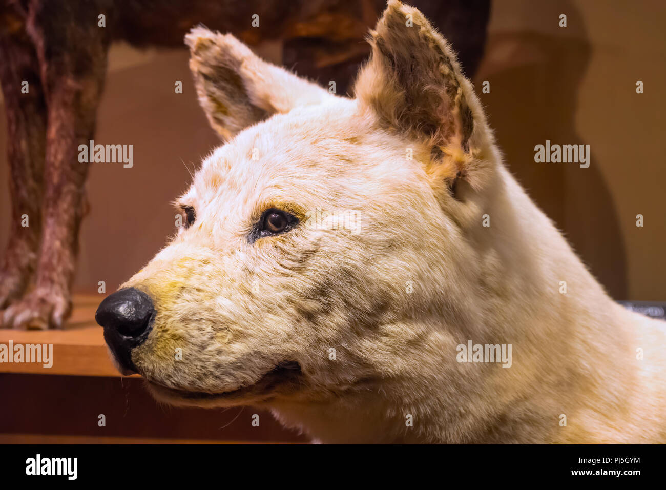 TOKYO, JAPAN APRIL 29 2018 Hachiko, a faithful Akita Inu dog that