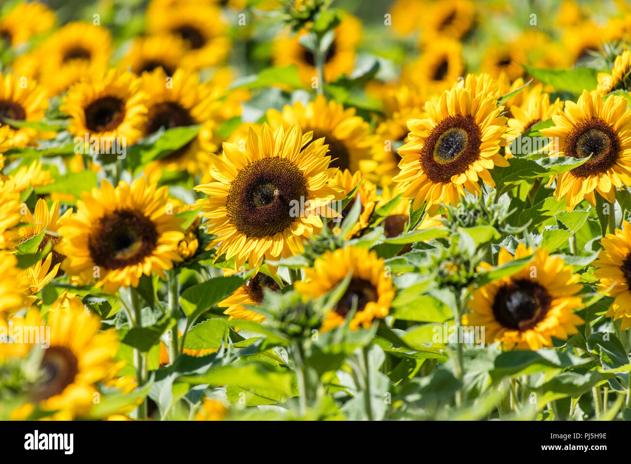Beautiful bright yellow blooming sunflower, farm field Stock Photo - Alamy