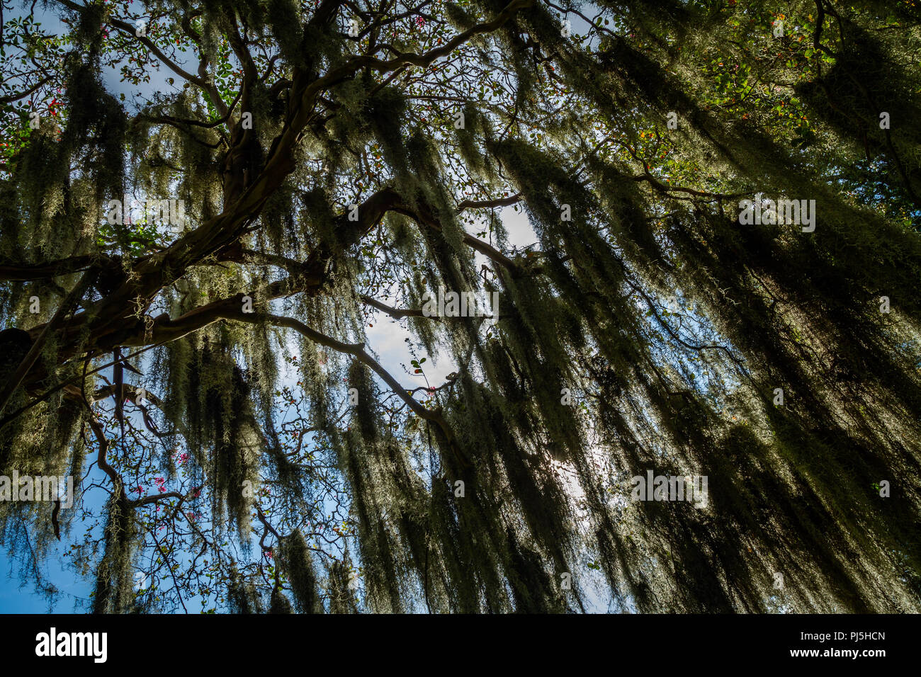 Spanish moss cemetary hires stock photography and images Alamy