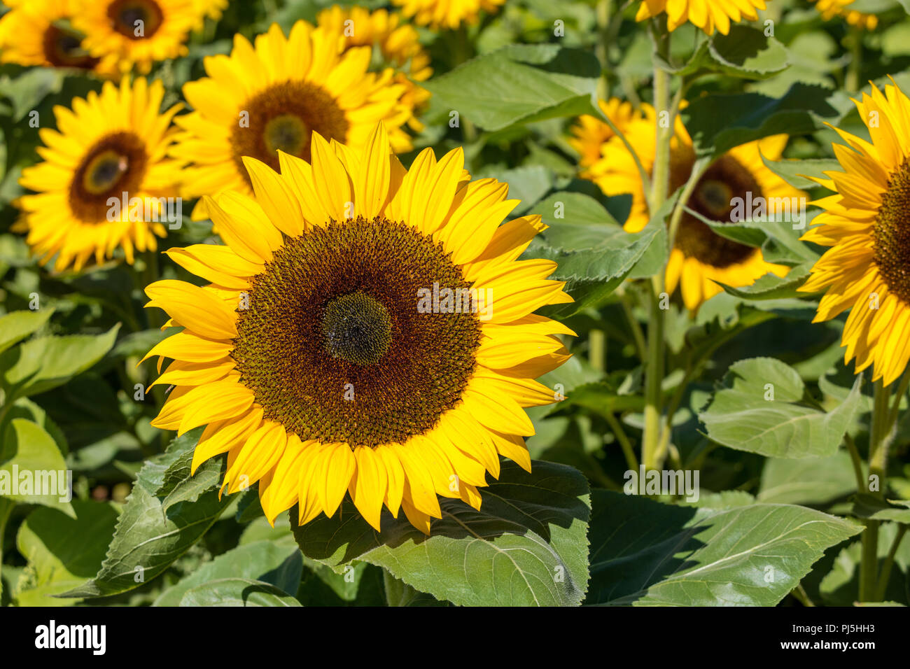 Close up blooming sunflower hi-res stock photography and images - Alamy