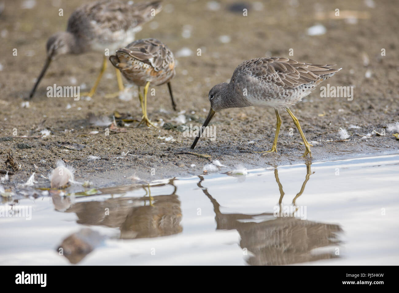 Long-billed dowitcher bird at Vancouver BC Canada Stock Photo