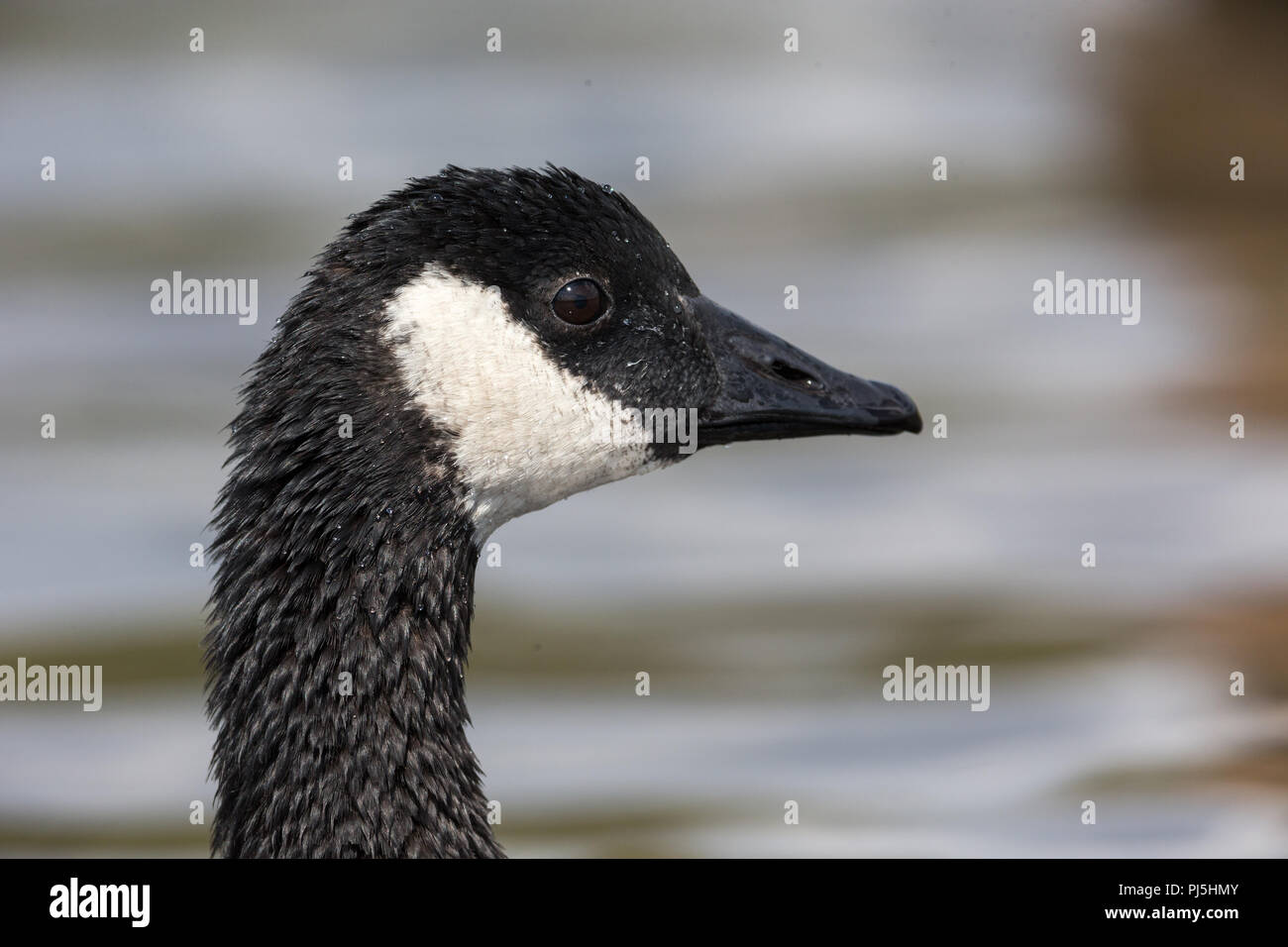 Head of Canada goose at Vancouver BC Canada Stock Photo