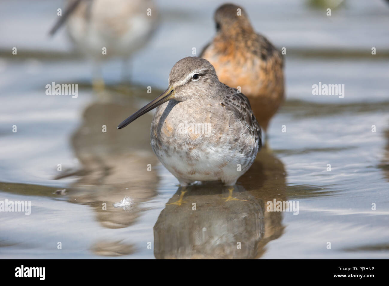 Long-billed dowitcher bird at Vancouver BC Canada Stock Photo