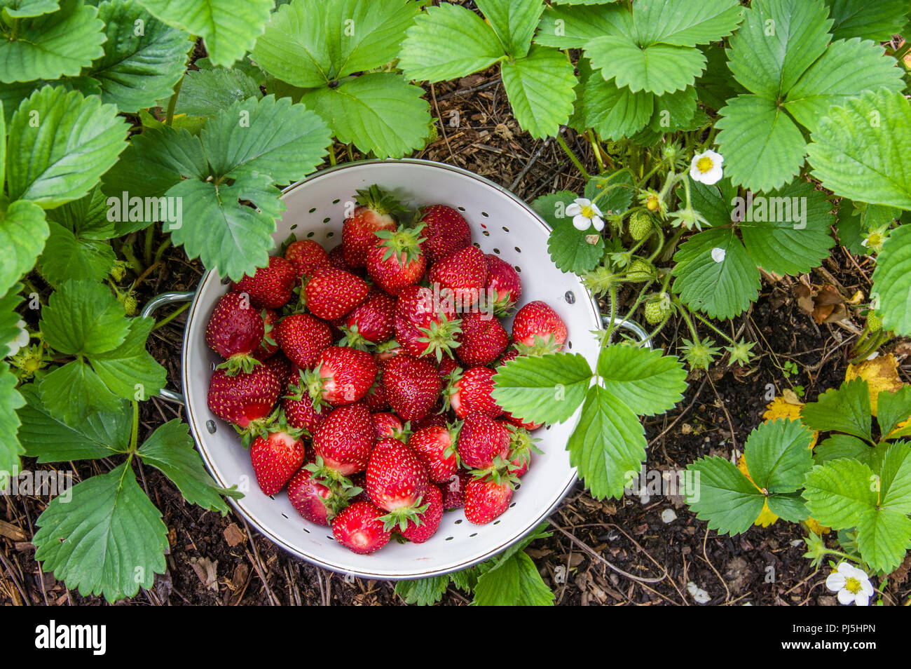 Fresh strawberries picked into a white bowl in the garden Stock Photo
