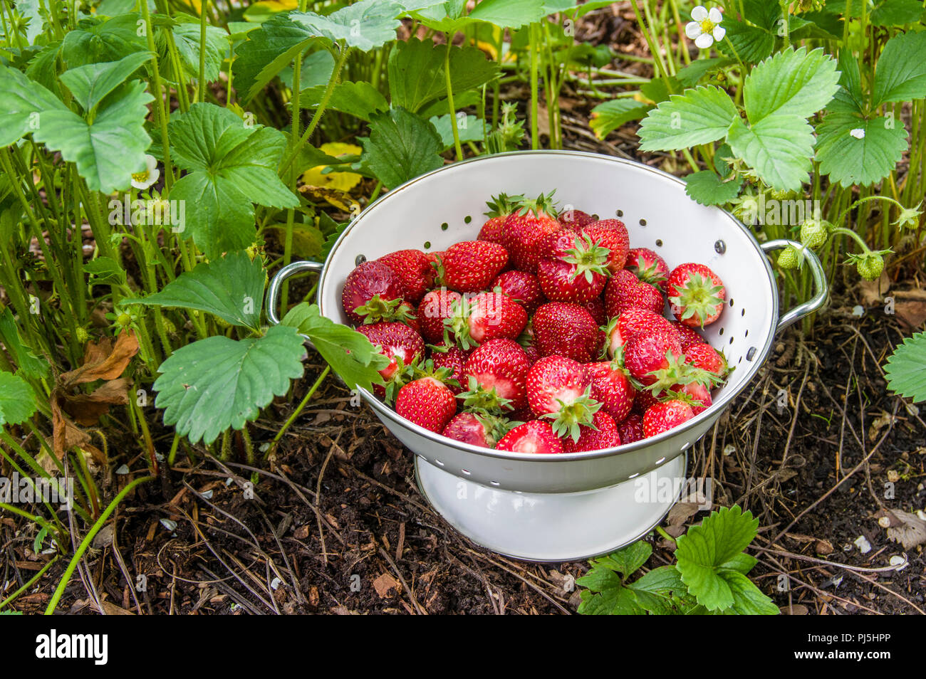 Fresh strawberries picked into a white bowl in the garden Stock Photo