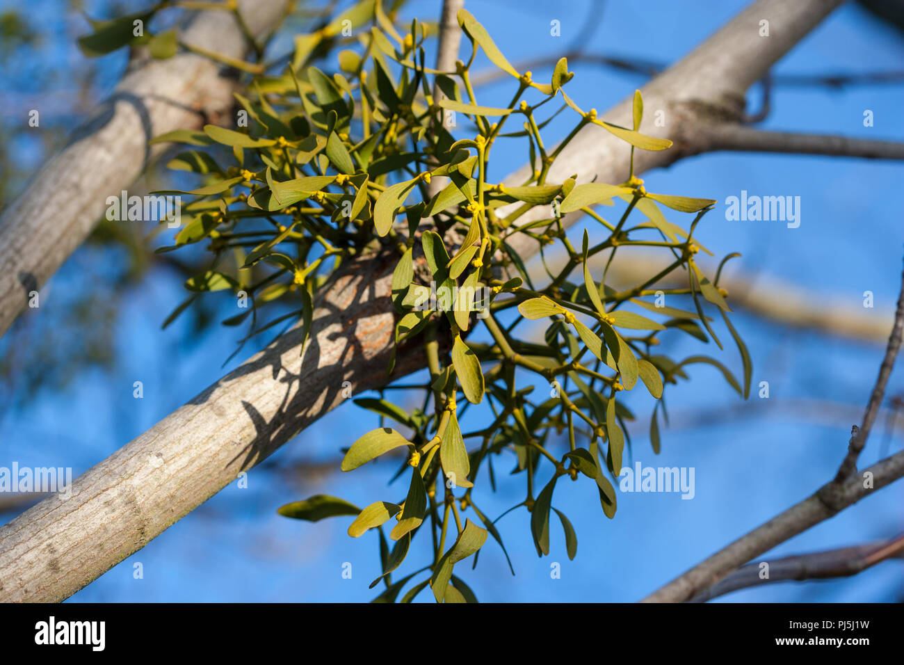 Mistletoe, Mistel (Viscum album) Stock Photo