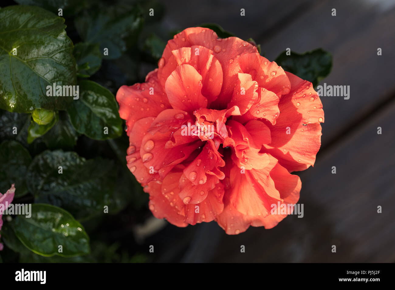 Chinese hibiscus, Hibiskus (Hibiscus rosasinensis Stock Photo Alamy