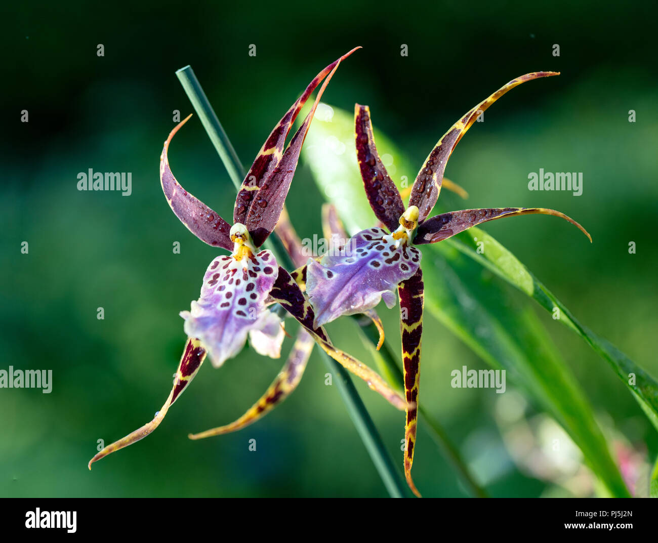 'Tolkein' Miltassia Shelob, Oncidium Type Orchid (Bratonia Shelob) Stock Photo