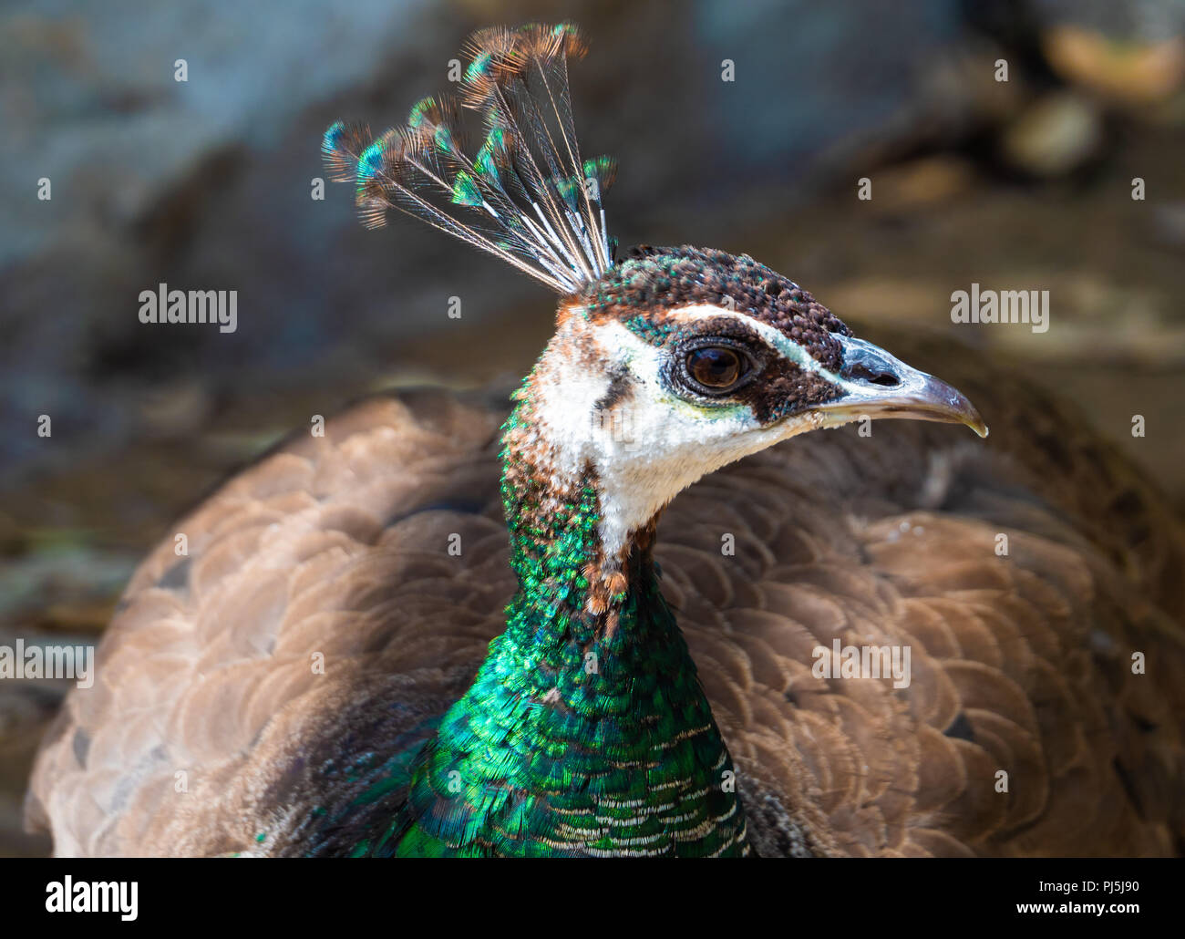 Local Rome Animals Rome, Italy - The animals of Biopark, a zoological park in the heart of ...