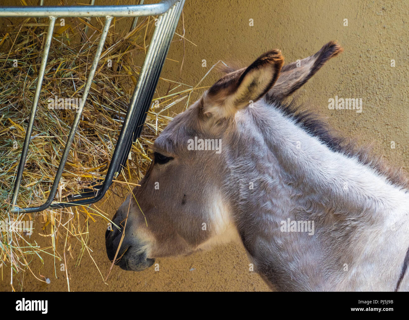 Local Rome Animals Rome, Italy - The animals of Biopark, a zoological park in the heart of ...