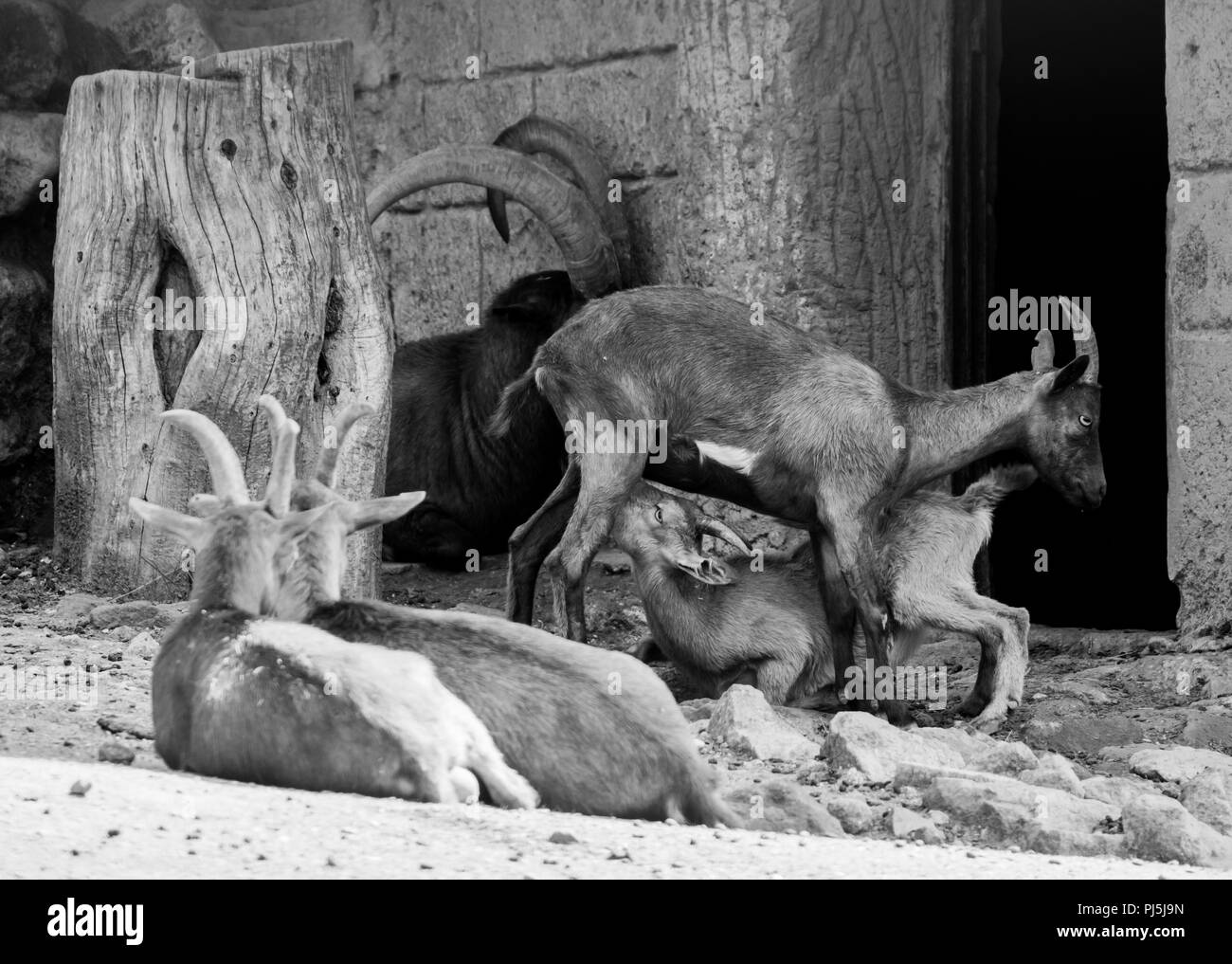 Rome, Italy - The animals of Biopark, a zoological park in the heart of Rome in Villa Borghese. Stock Photo
