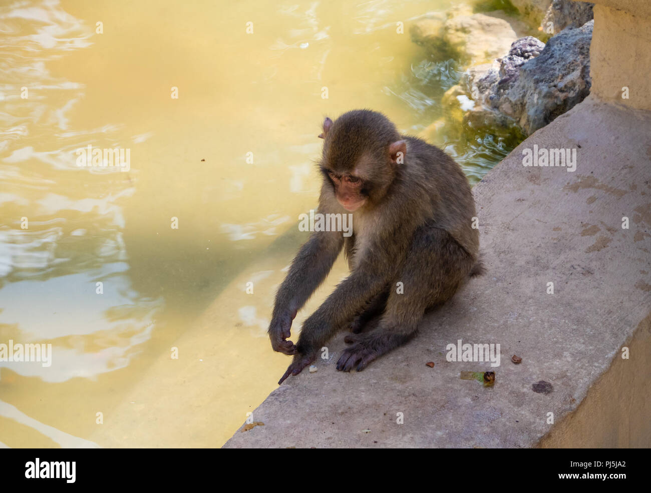 Local Rome Animals Rome, Italy - The animals of Biopark, a zoological park in the heart of ...