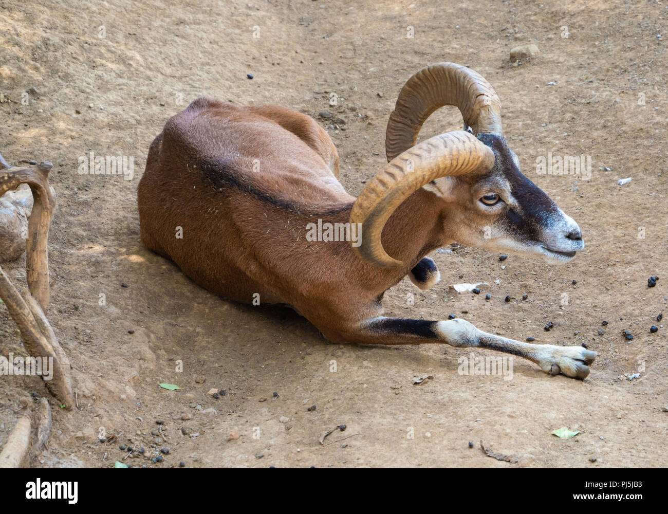 Local Rome Animals Rome, Italy - The animals of Biopark, a zoological park in the heart of ...