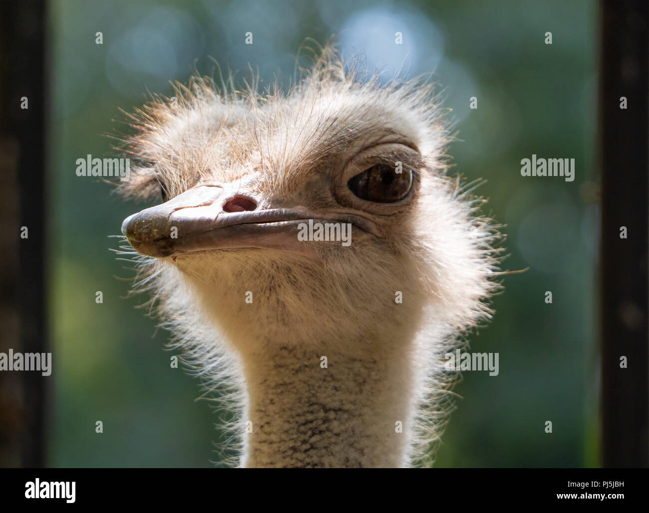 Local Rome Animals Rome, Italy - The animals of Biopark, a zoological park in the heart of ...