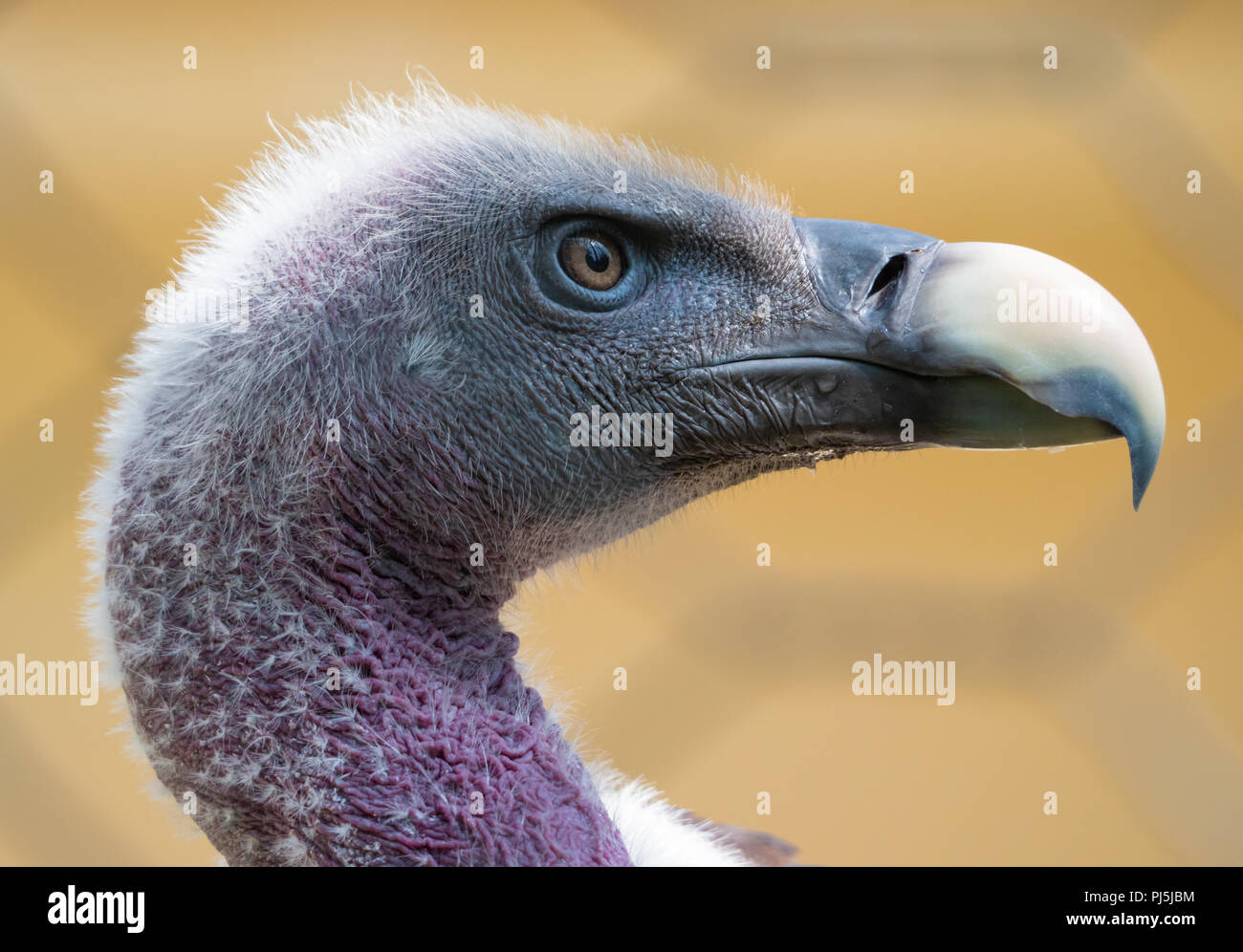 Local Rome Animals Rome, Italy - The animals of Biopark, a zoological park in the heart of ...