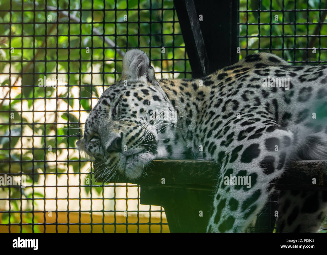 Local Rome Animals Rome, Italy - The animals of Biopark, a zoological park in the heart of ...