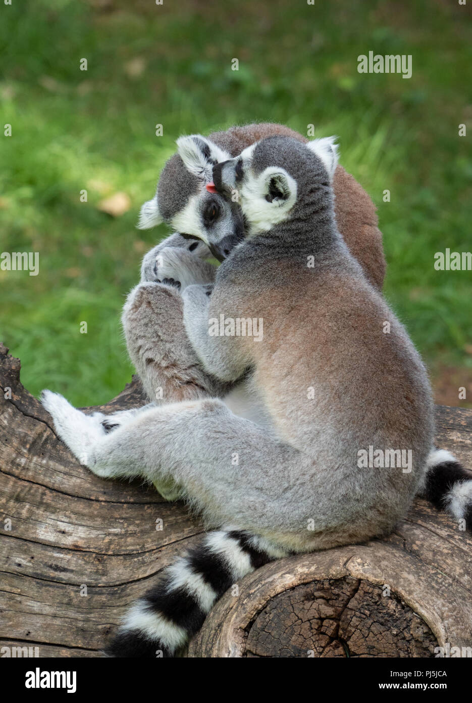 Local Rome Animals Rome, Italy - The animals of Biopark, a zoological park in the heart of ...