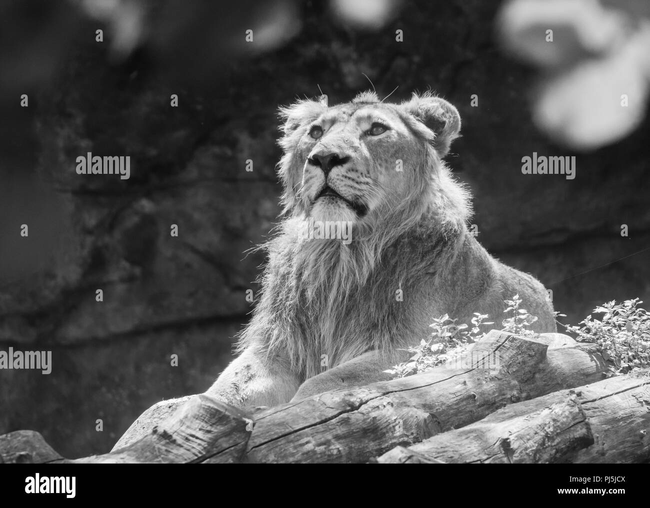 Rome, Italy - The animals of Biopark, a zoological park in the heart of Rome in Villa Borghese. Stock Photo
