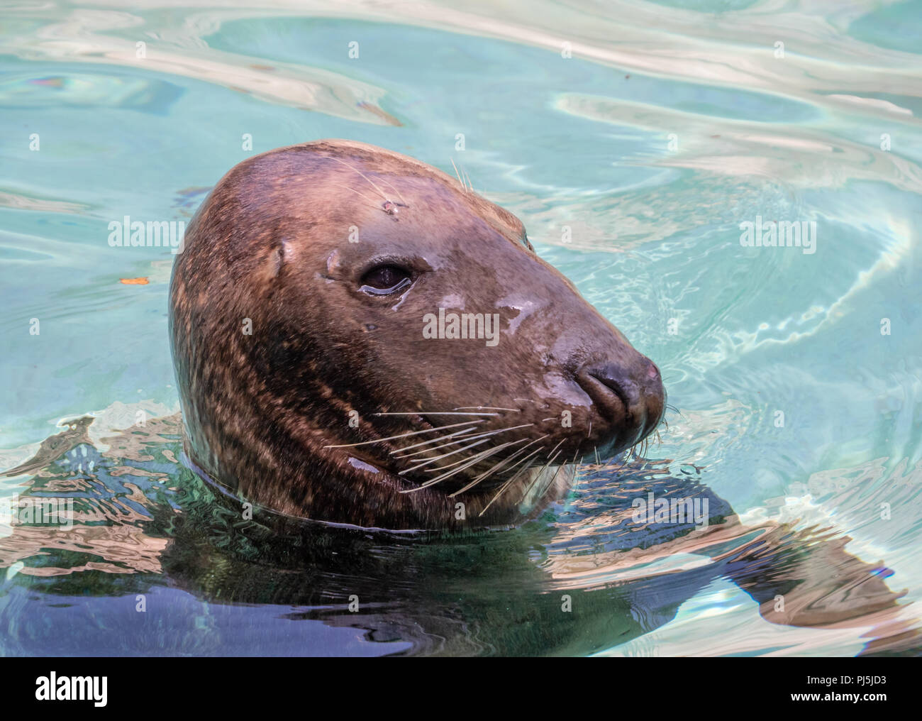 Local Rome Animals Rome, Italy - The animals of Biopark, a zoological park in the heart of ...