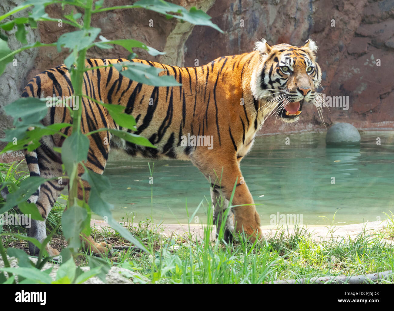 Local Rome Animals Rome, Italy - The animals of Biopark, a zoological park in the heart of ...