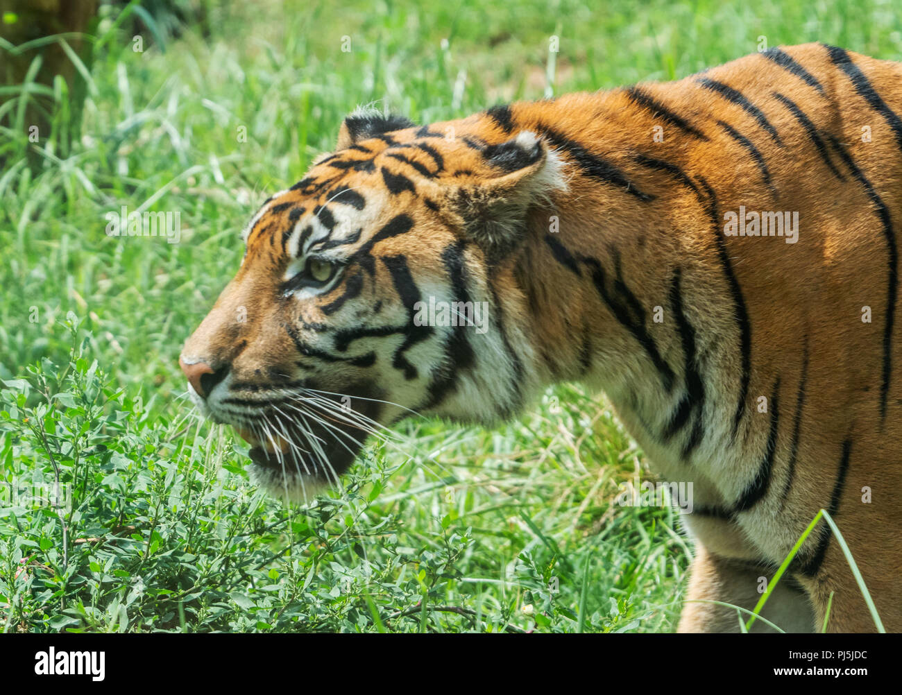 Rome, Italy - The animals of Biopark, a zoological park in the heart of Rome in Villa Borghese. Stock Photo