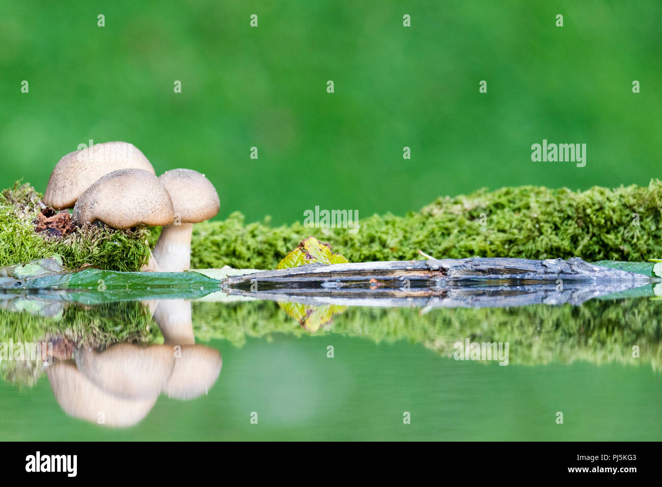 A small cluster of fungi reflected in a garden pond in mid Wales Stock