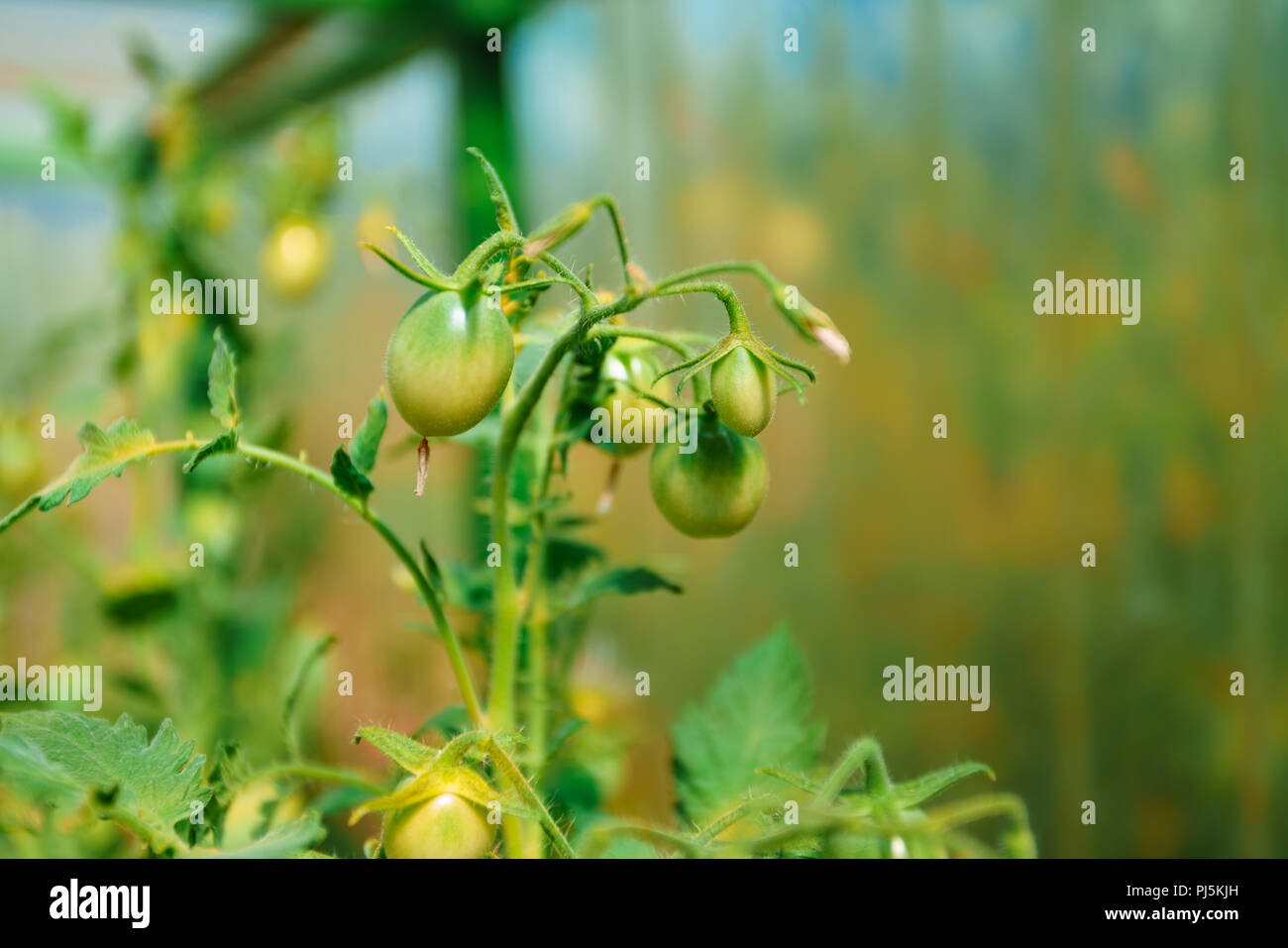 Ripe organic tomatoes in garden Stock Photo - Alamy