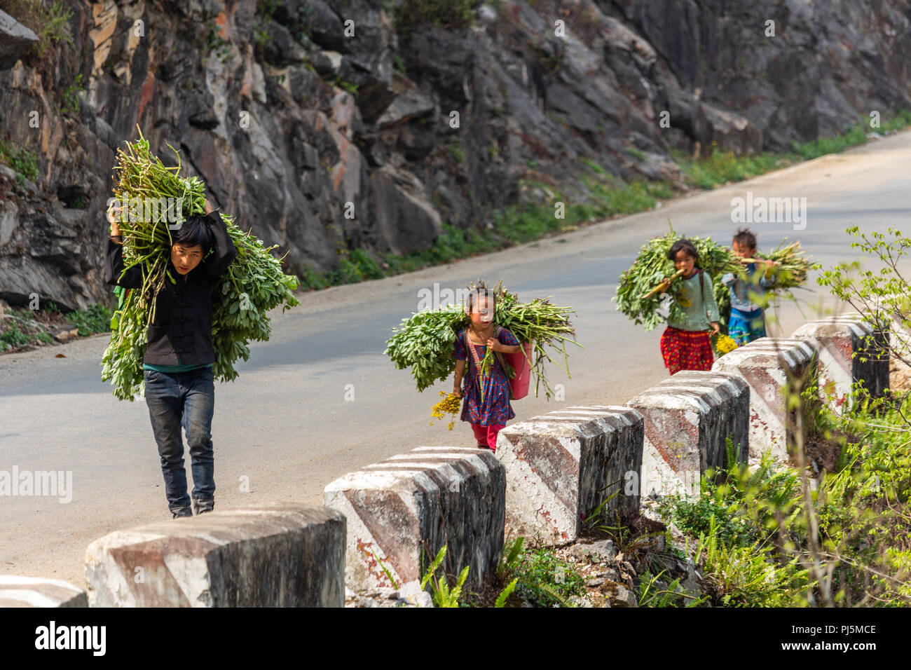 Ha Giang, Vietnam - March 18, 2018: Family with children transporting big loads of plants on a road in northern Vietnam. Child labor is very common in Stock Photo