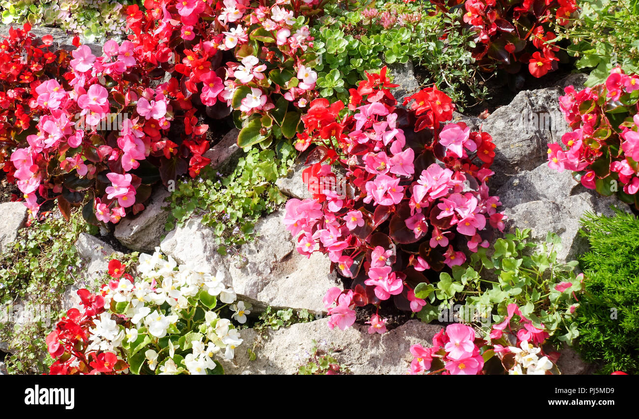 Beautiful sunlit Begonia, Begoniaceae, flowers growing out of an old stone wall. Stock Photo