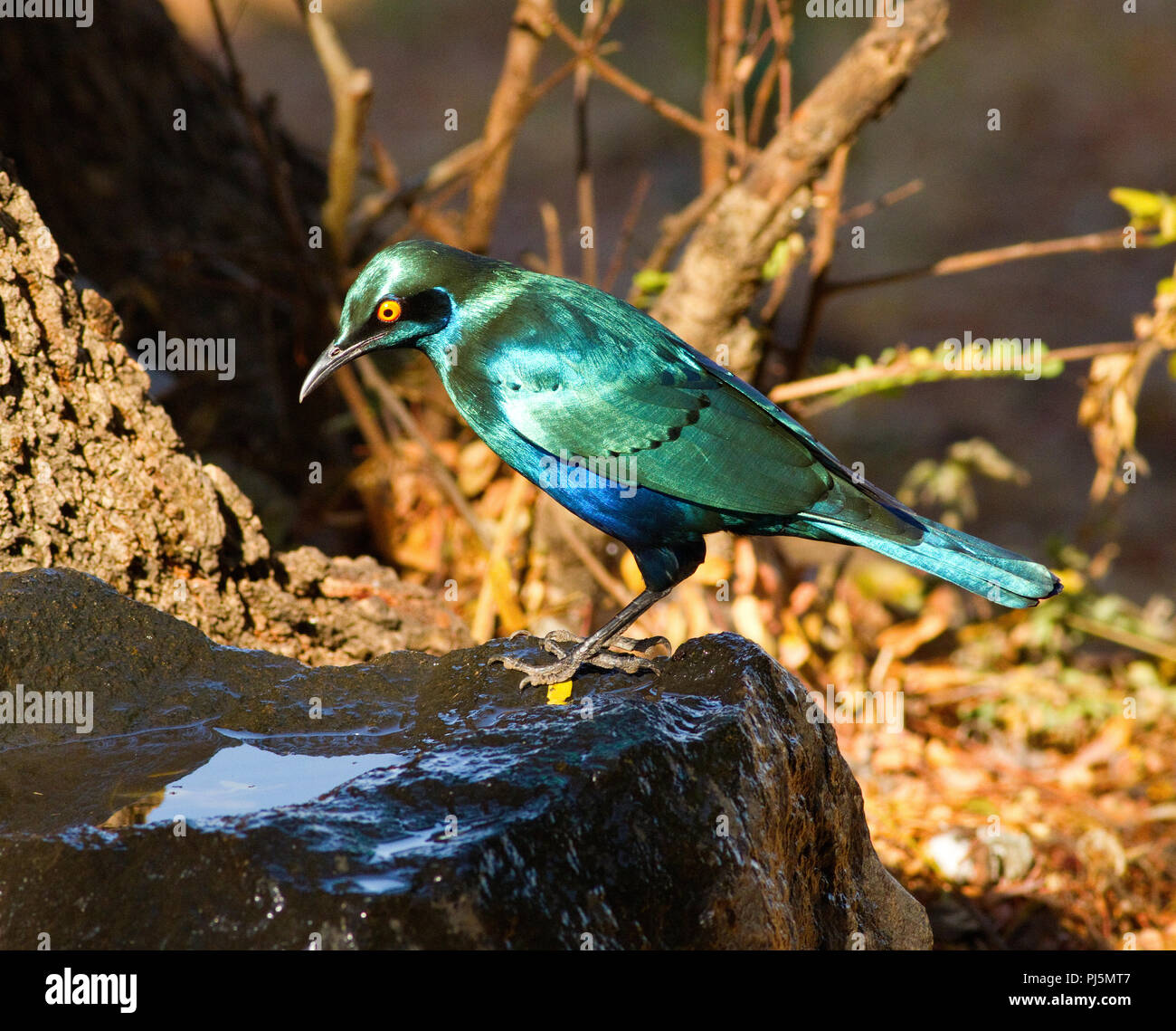 The glowing irridescent plumage of the Greater Blue-eared Glossy Starling is not only spectacular but also very popular with tourists in safari for it Stock Photo