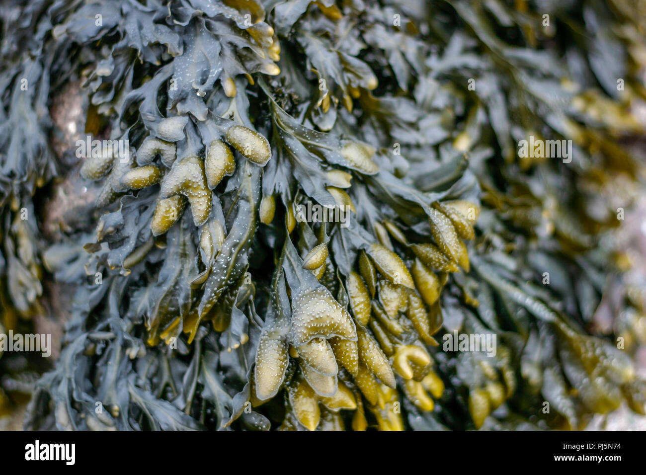 Bladderwrack or Bladder Wrack (fucus vesciculosis) is the most common algae or seaweed on the shores of the UK Stock Photo