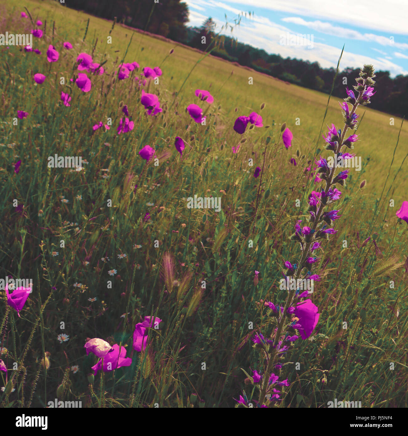 Field of poppies Stock Photo Alamy