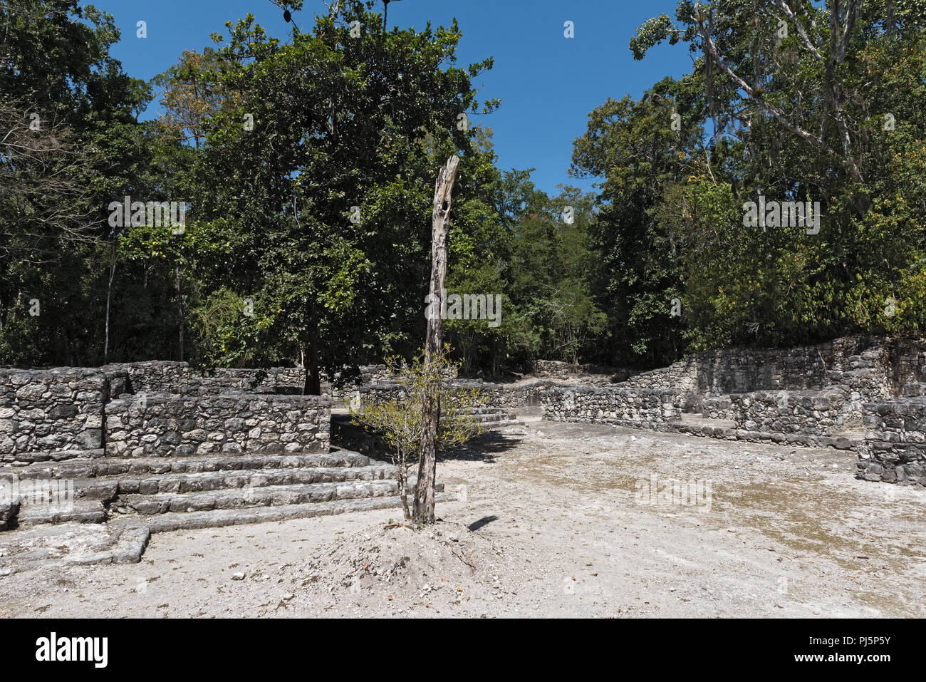 The ruins of the ancient Mayan city of calakmul, campeche, Mexico Stock Photo