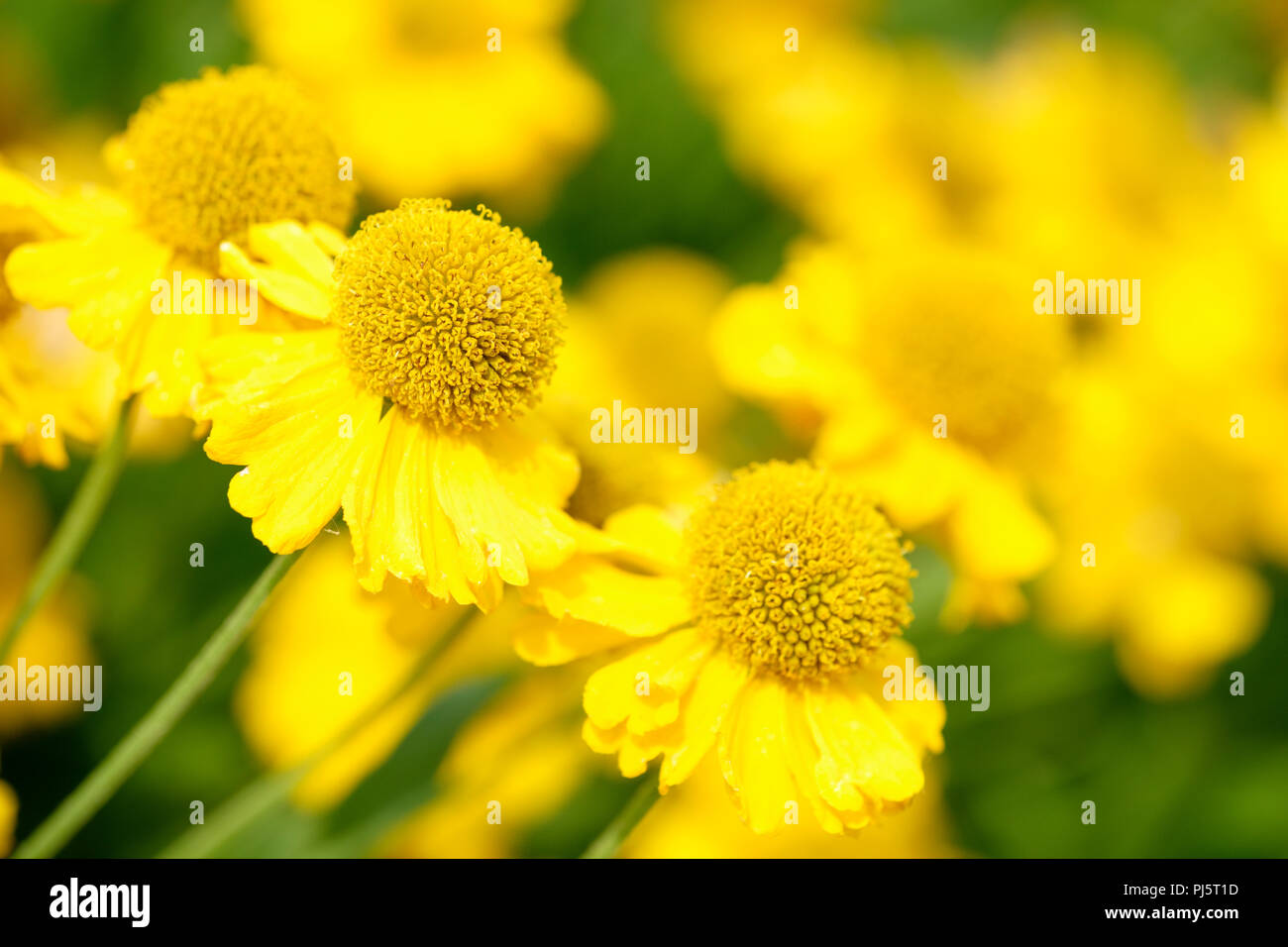 Close-up of helenium pumilum magnificum, sneezeweed magnificum yellow flowers Stock Photo