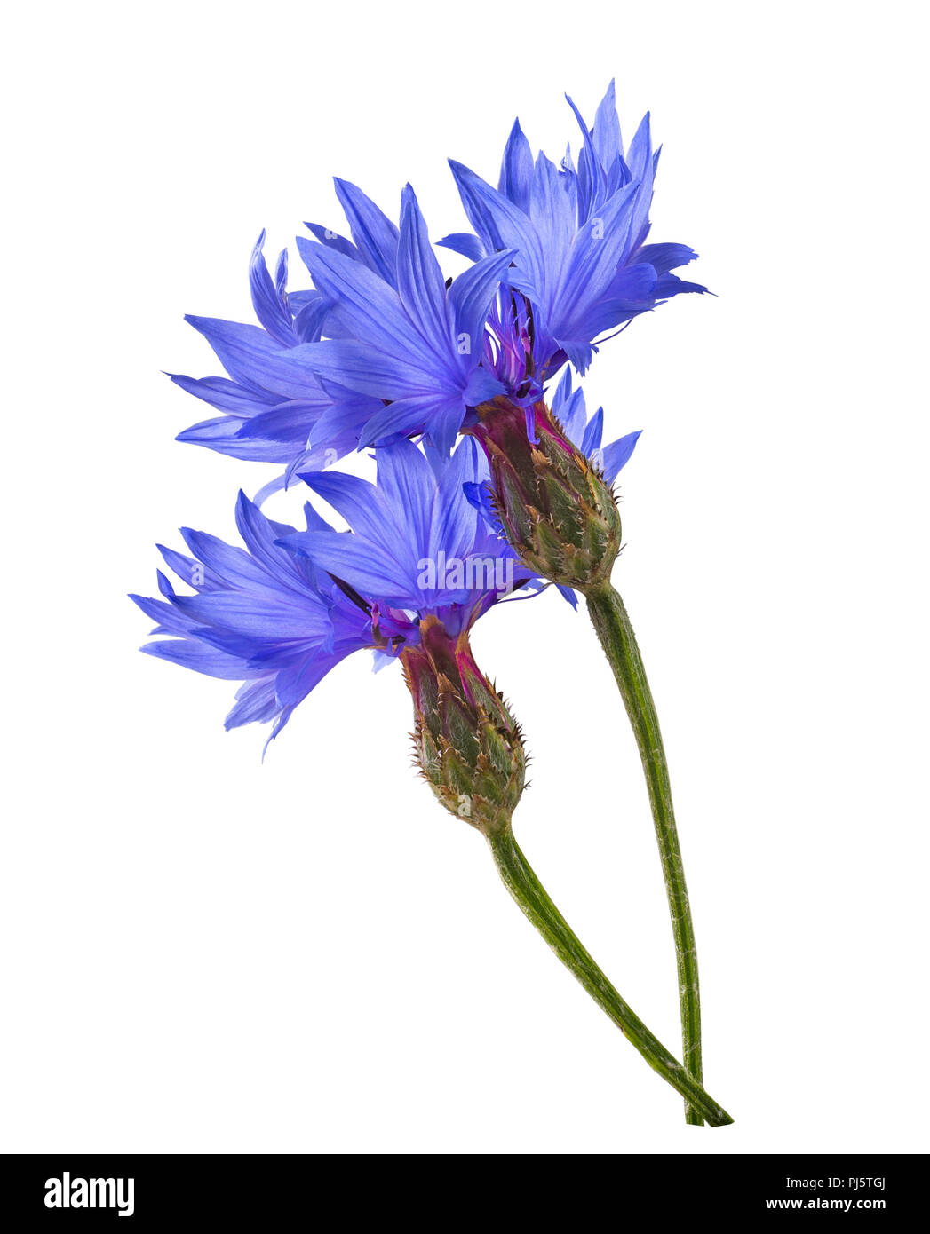 Double blue cornflower isolated on white background as package design element Stock Photo