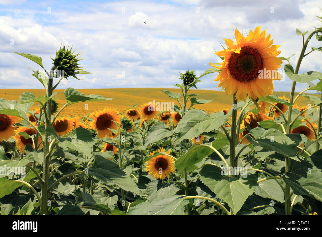 Millions of sunflowers growing in fields near the city of Cordoba, in Andalusia, Spain Stock Photo